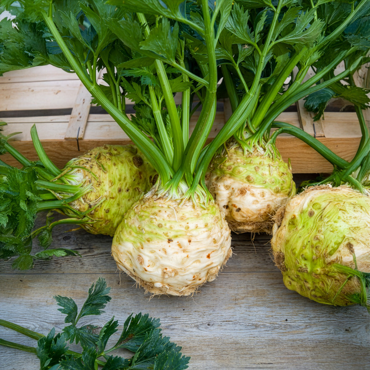 Knollensellerie Monarch - Apium graveolens rapaceum Monarch - Willemse