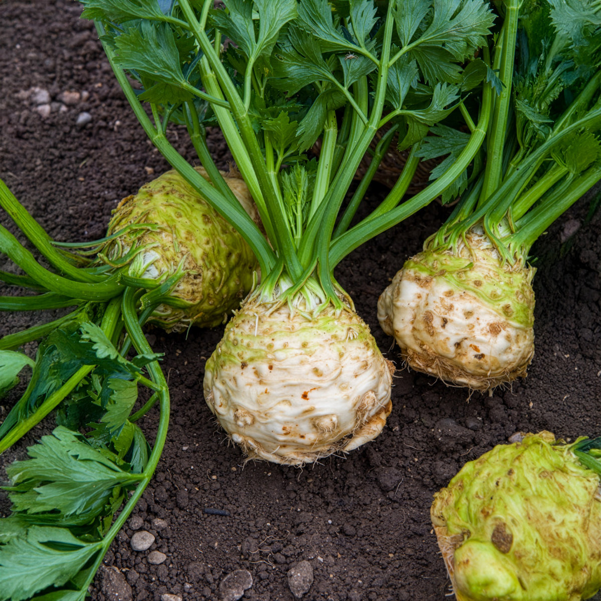 Knollensellerie Monarch - Willemse