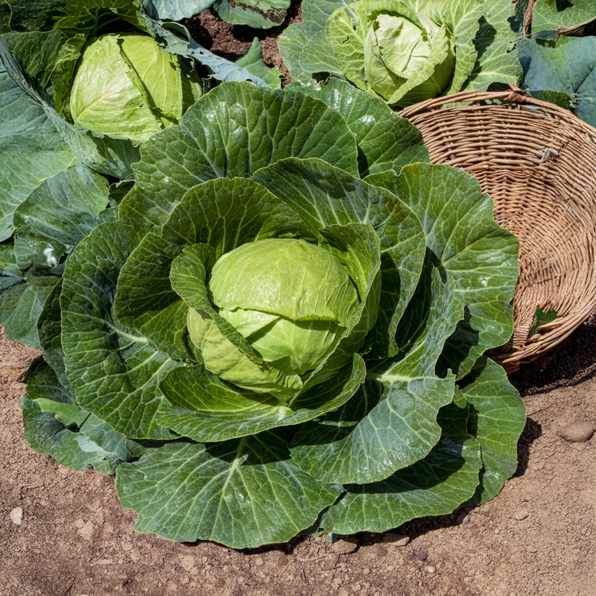 Weißkohl  Tête de Pierre F1 - Brassica oleracea capitata Tête de Pierre F1 - Willemse