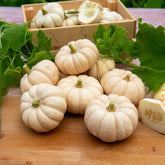 Cucurbita pepo Baby Boo - Kürbis Baby Boo - Samen für Kürbisse