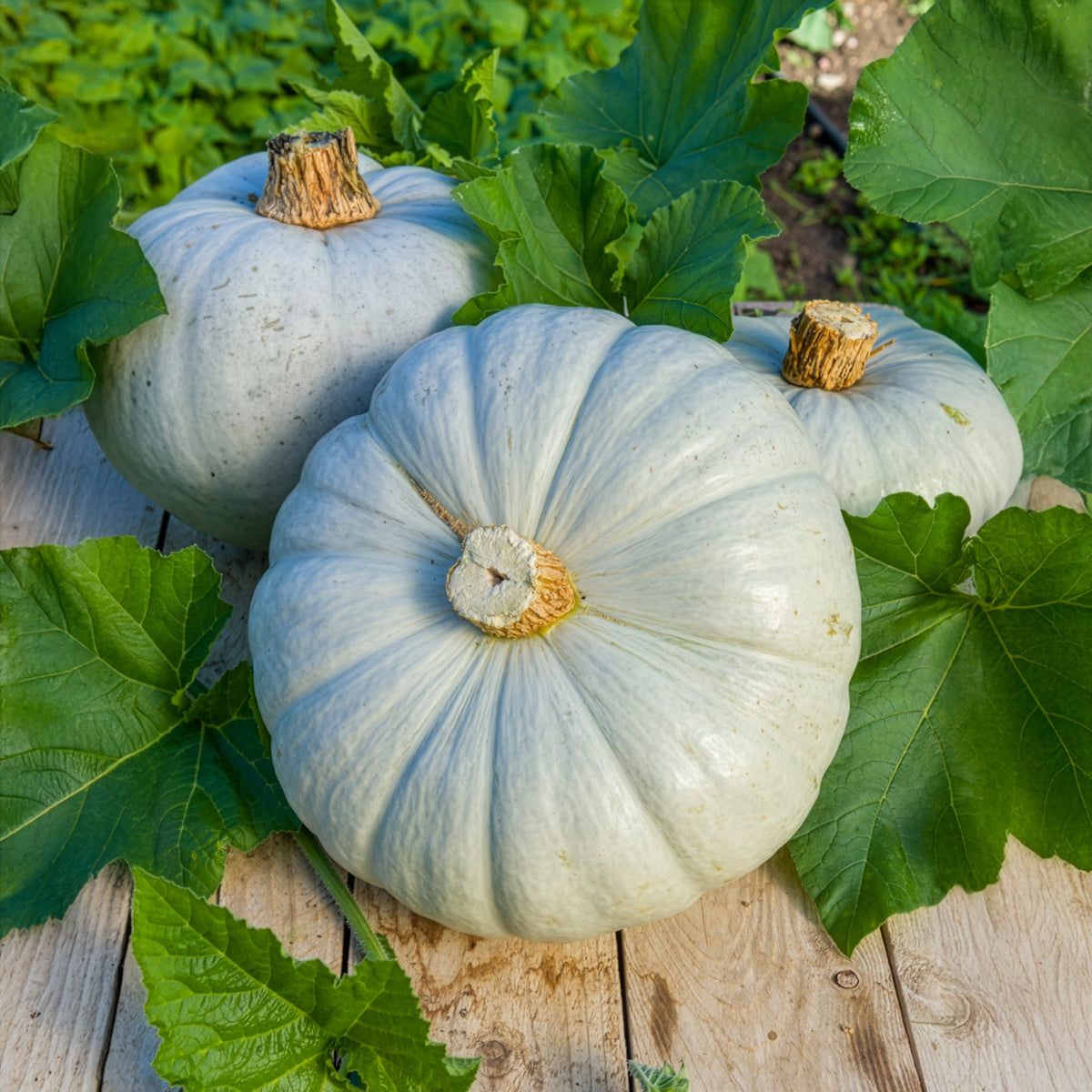 Cucurbita maxima Bleu de Hongrie - Kürbis Ungarische Blaue - Samen für Kürbisse