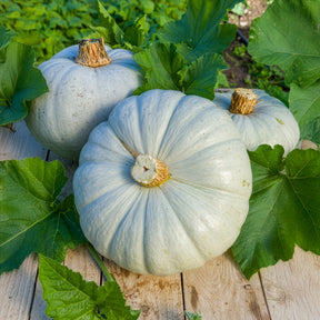 Cucurbita maxima Bleu de Hongrie - Kürbis Ungarische Blaue - Samen für Kürbisse