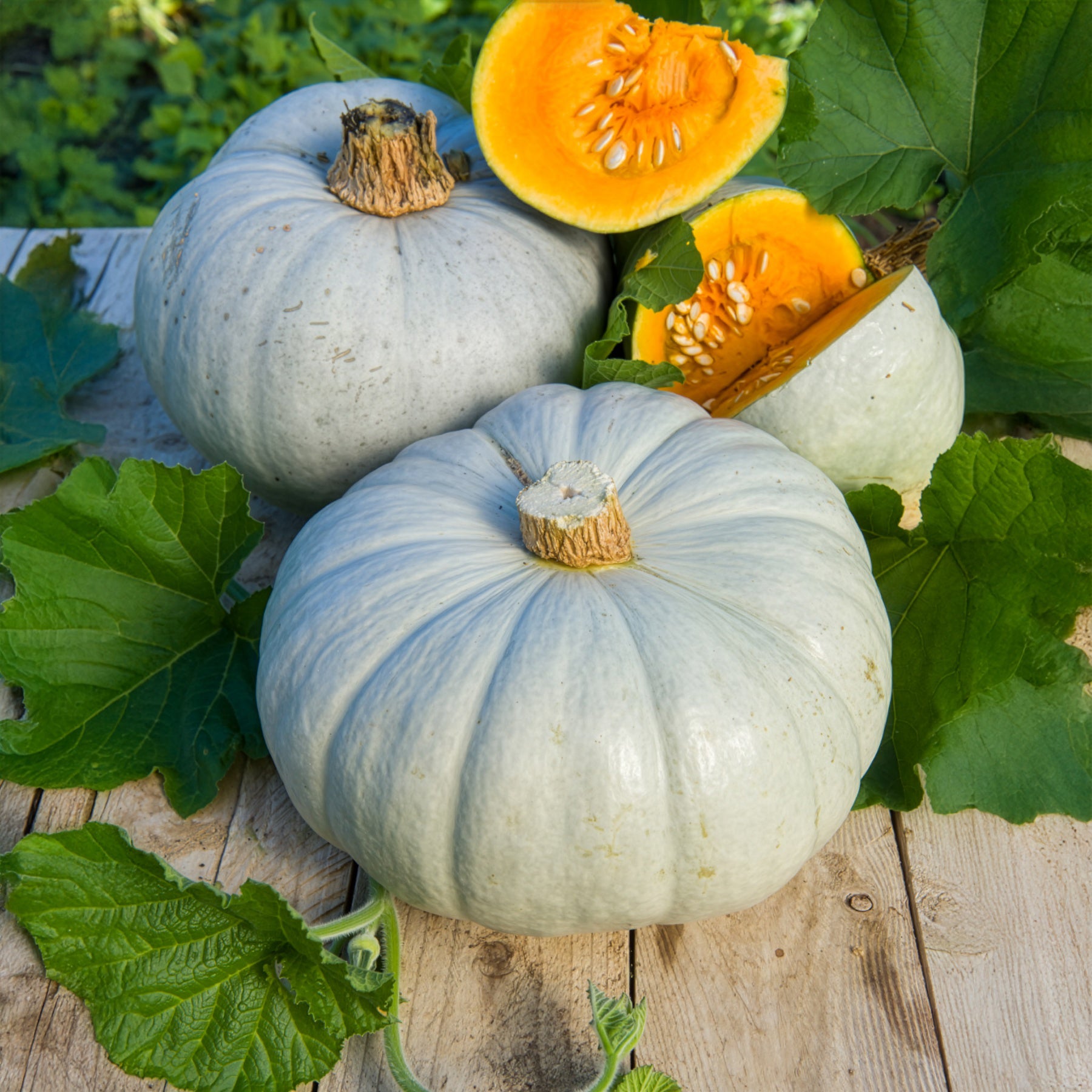 Kürbis Ungarische Blaue - Willemse