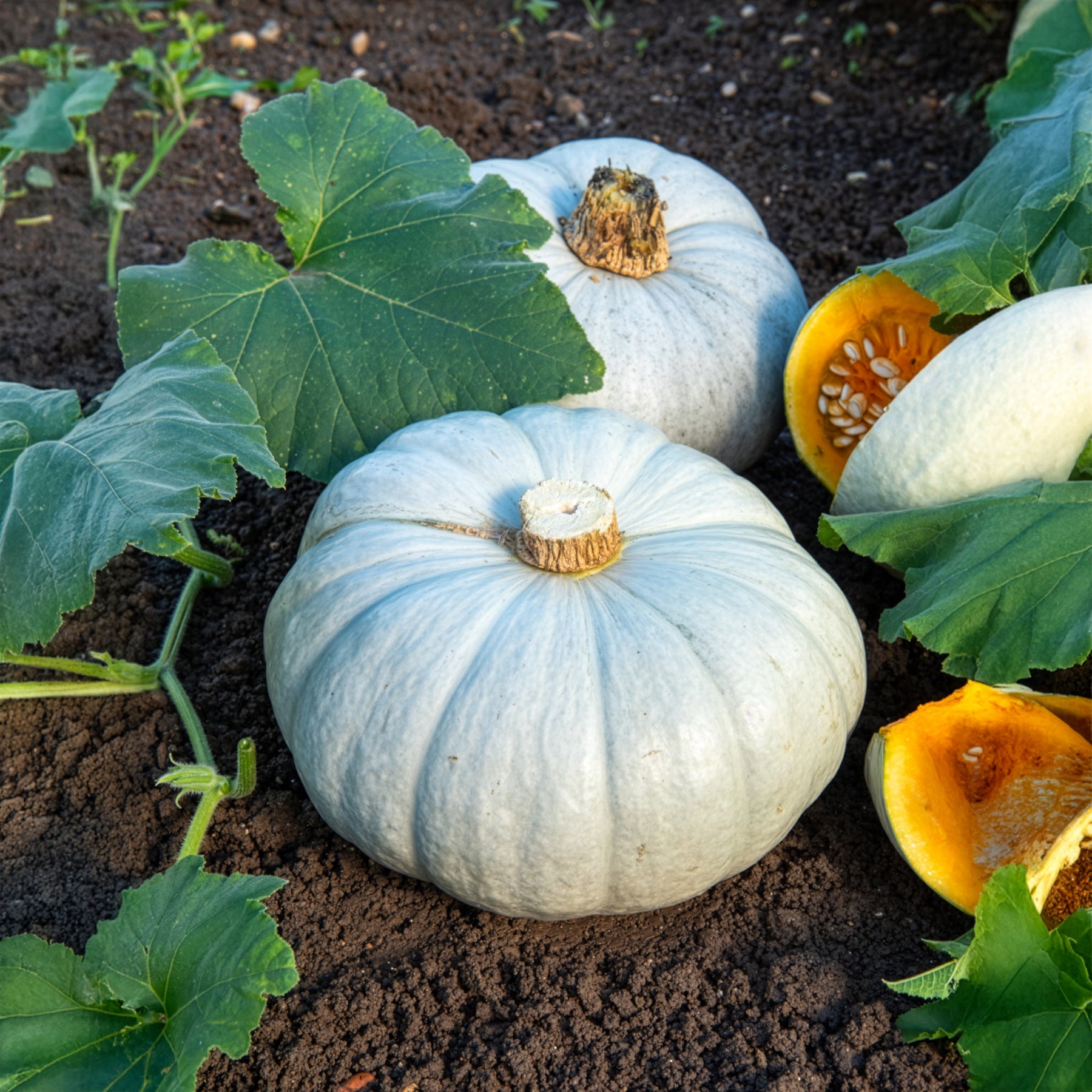 Kürbis Ungarische Blaue - Cucurbita maxima Bleu de Hongrie - Willemse
