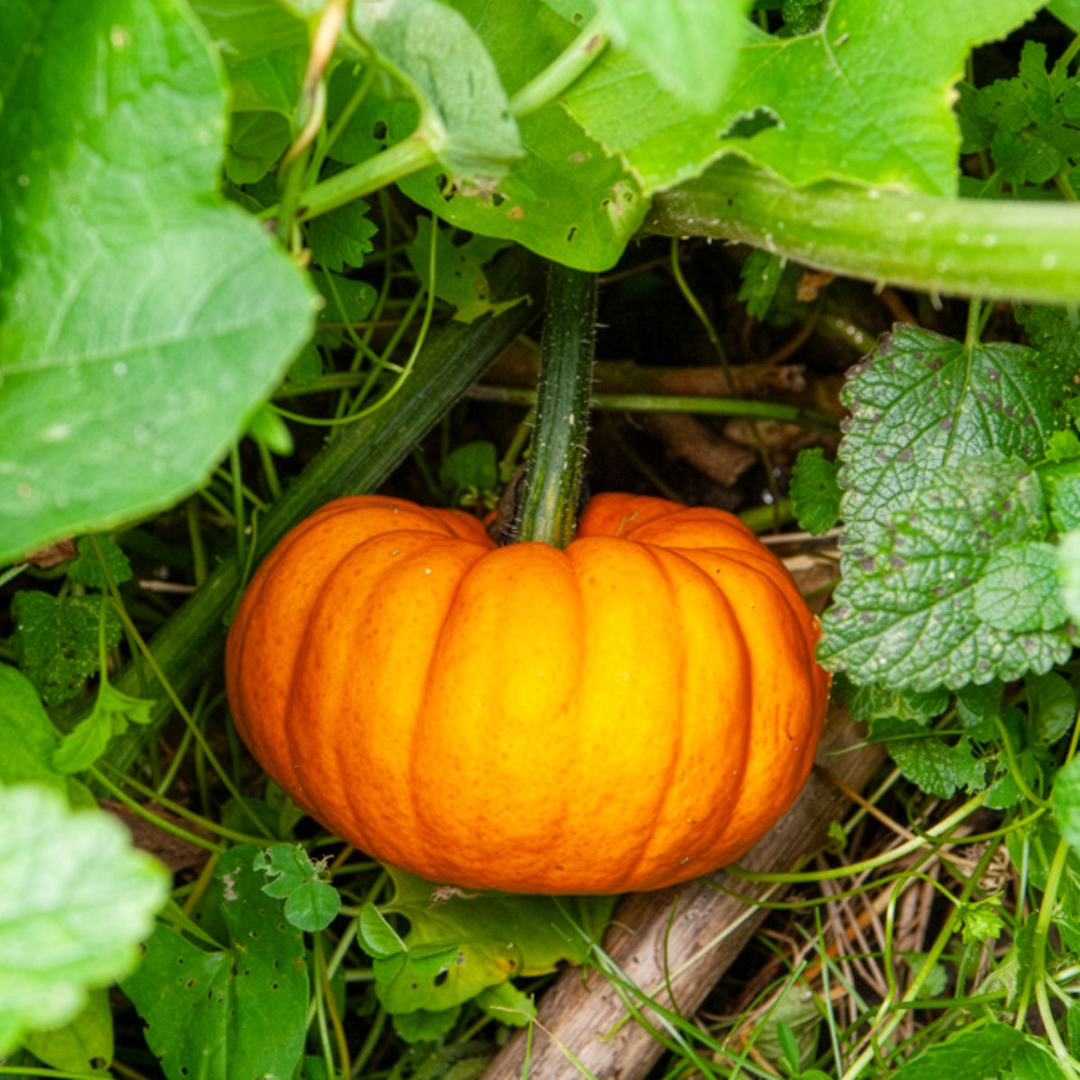 Kürbis Jack Be Little - Willemse