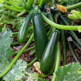 Gartenkürbis Astia F1 - Willemse