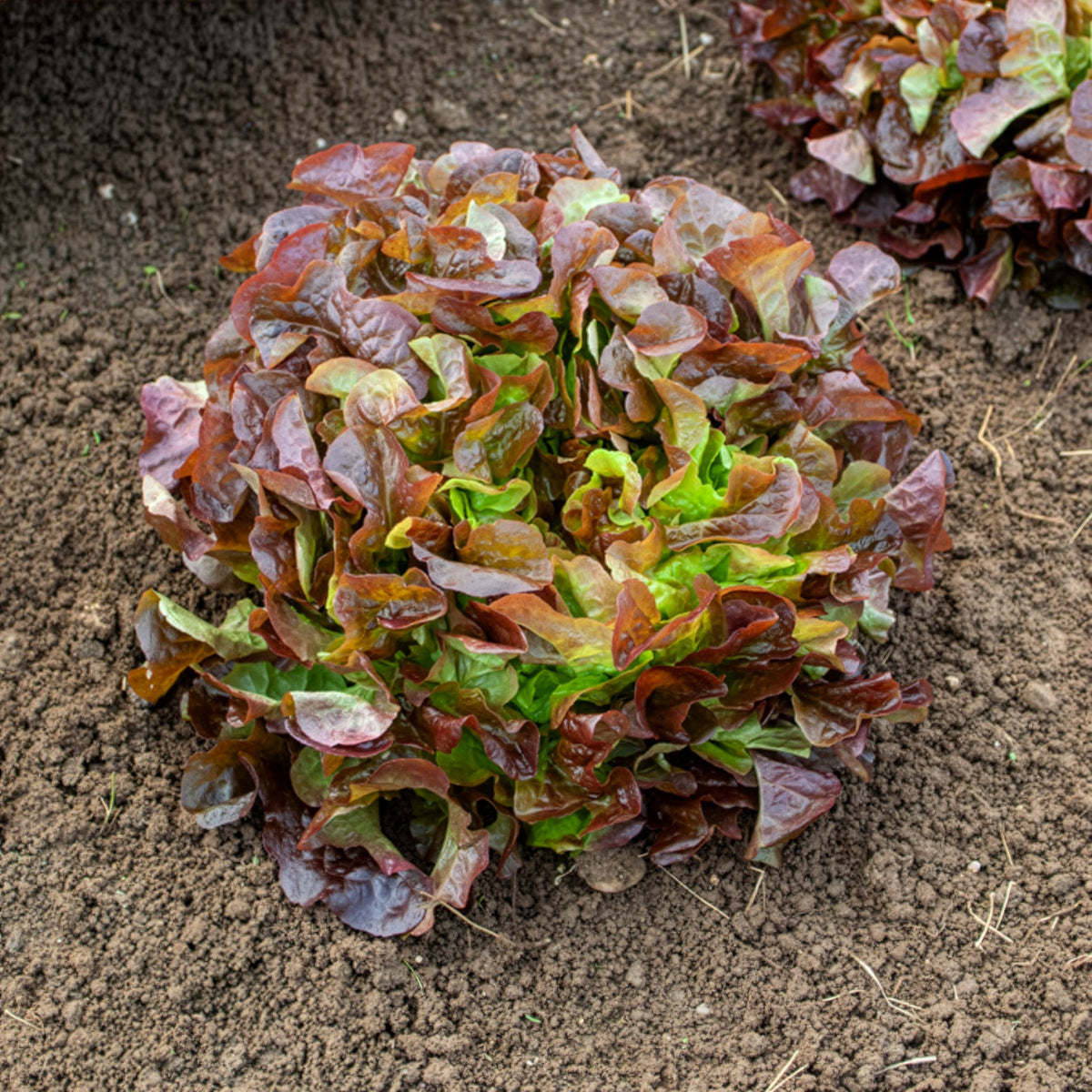 Gartensalat Eglanti - Lactuca sativa Eglantine - Willemse