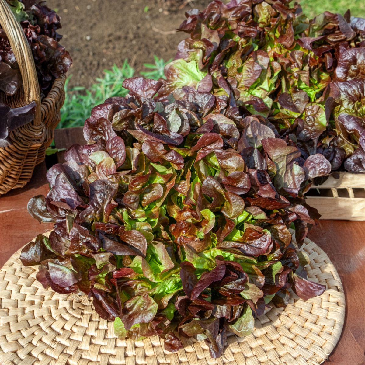 Gartensalat Eglanti - Willemse