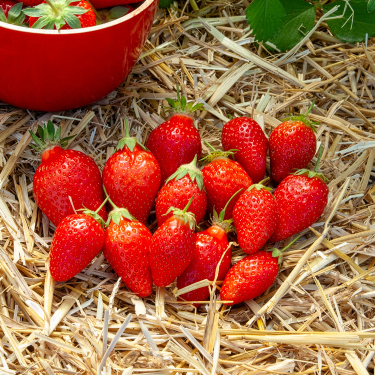 Gartenerdbeere Ciflorette - Willemse