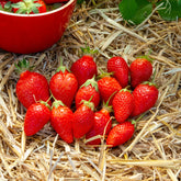 Gartenerdbeere Ciflorette - Willemse