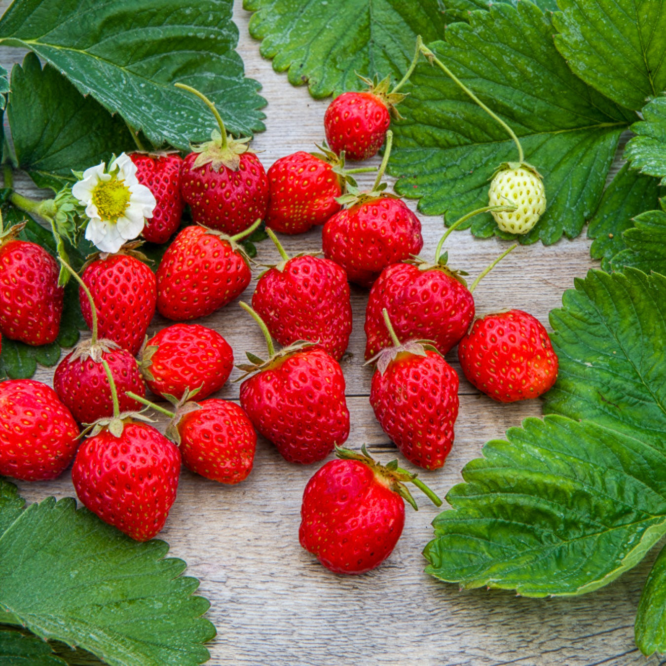 Gartenerdbeere Gento Nova - Fragaria × ananassa Gento Nova - Willemse