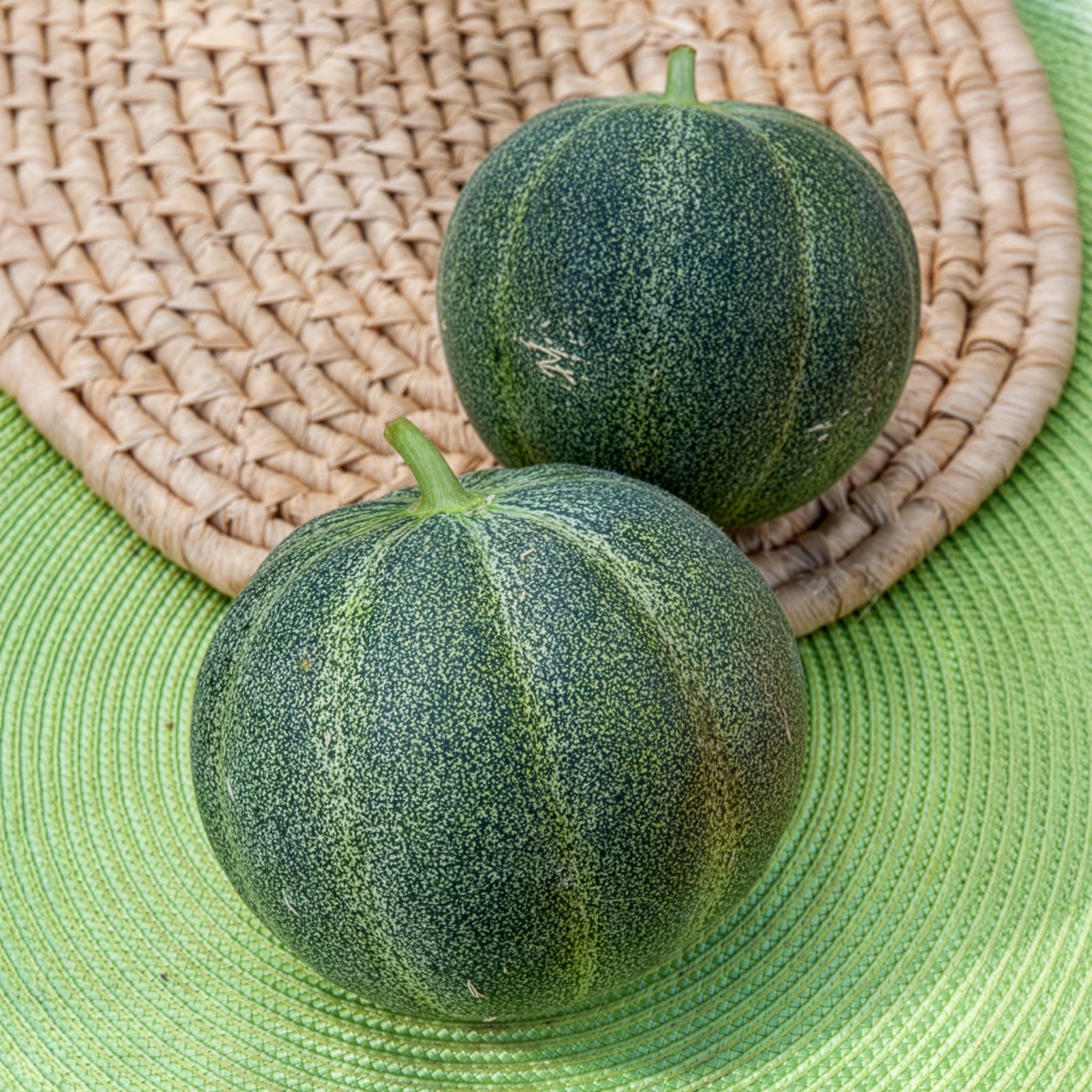 Honigmelone Petit Gris de Rennes - Cucumis melo Petit Gris de Rennes - Willemse
