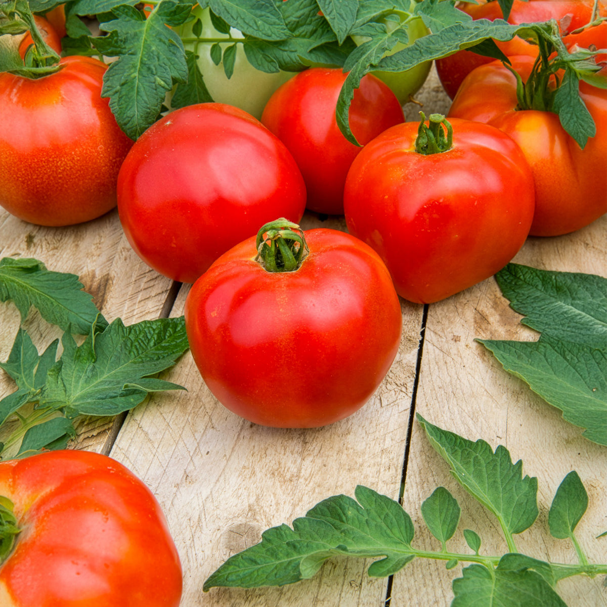 Fleischtomate Pyros F1 - Solanum lycopersicum Pyros F1 - Willemse