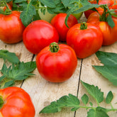 Fleischtomate Pyros F1 - Solanum lycopersicum Pyros F1 - Willemse