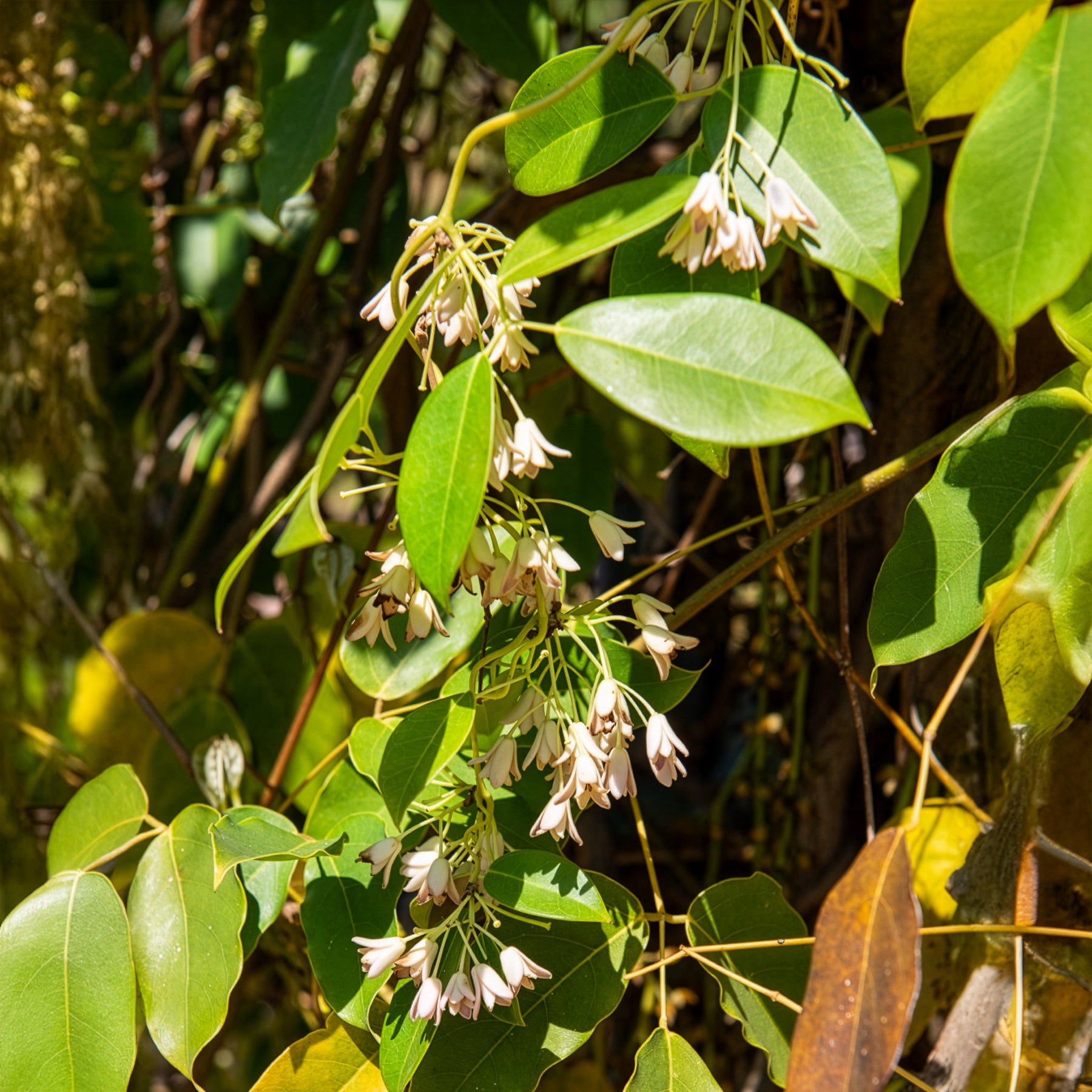 Wurstbeere - Holboellia coriacea - Willemse