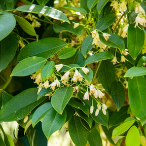 Holboellia coriacea - Wurstbeere - Blühende Kletterpflanzen
