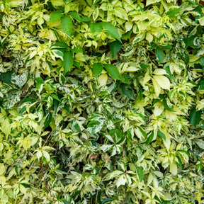 Selbstklimmender Mauerwein MonhamStar shower - Parthenocissus quinquefolia Star shower® Mooham - Willemse