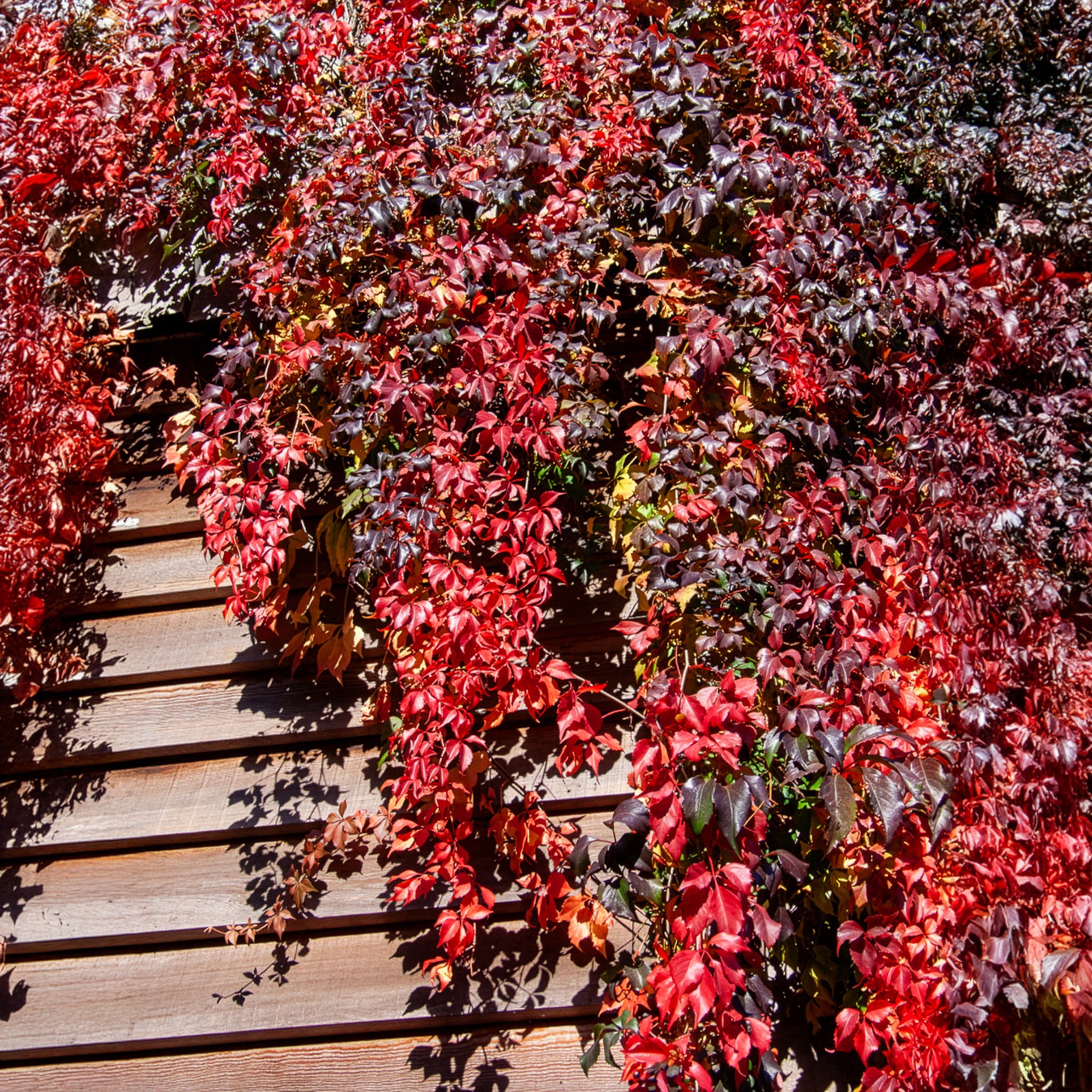 Mauerwein Red wall - Parthenocissus quinquefolia Red Wall® Troki - Willemse