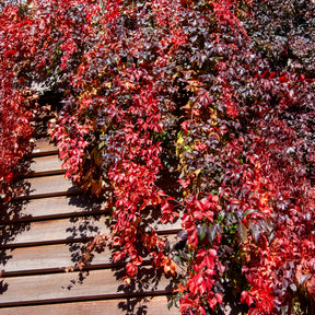Mauerwein Red wall - Parthenocissus quinquefolia Red Wall® Troki - Willemse