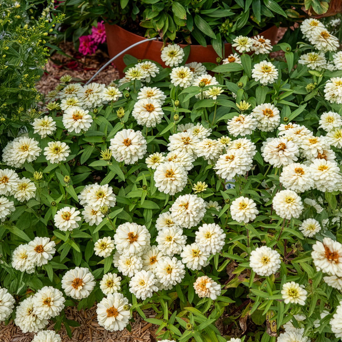 Zinnia elegans white - Weiße Zinnie - Blumen für Terrasse und Balkon