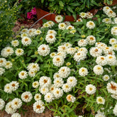 Zinnia elegans white - Weiße Zinnie - Blumen für Terrasse und Balkon