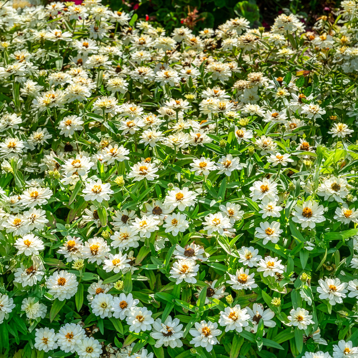 Weiße Zinnie - Zinnia elegans white - Willemse