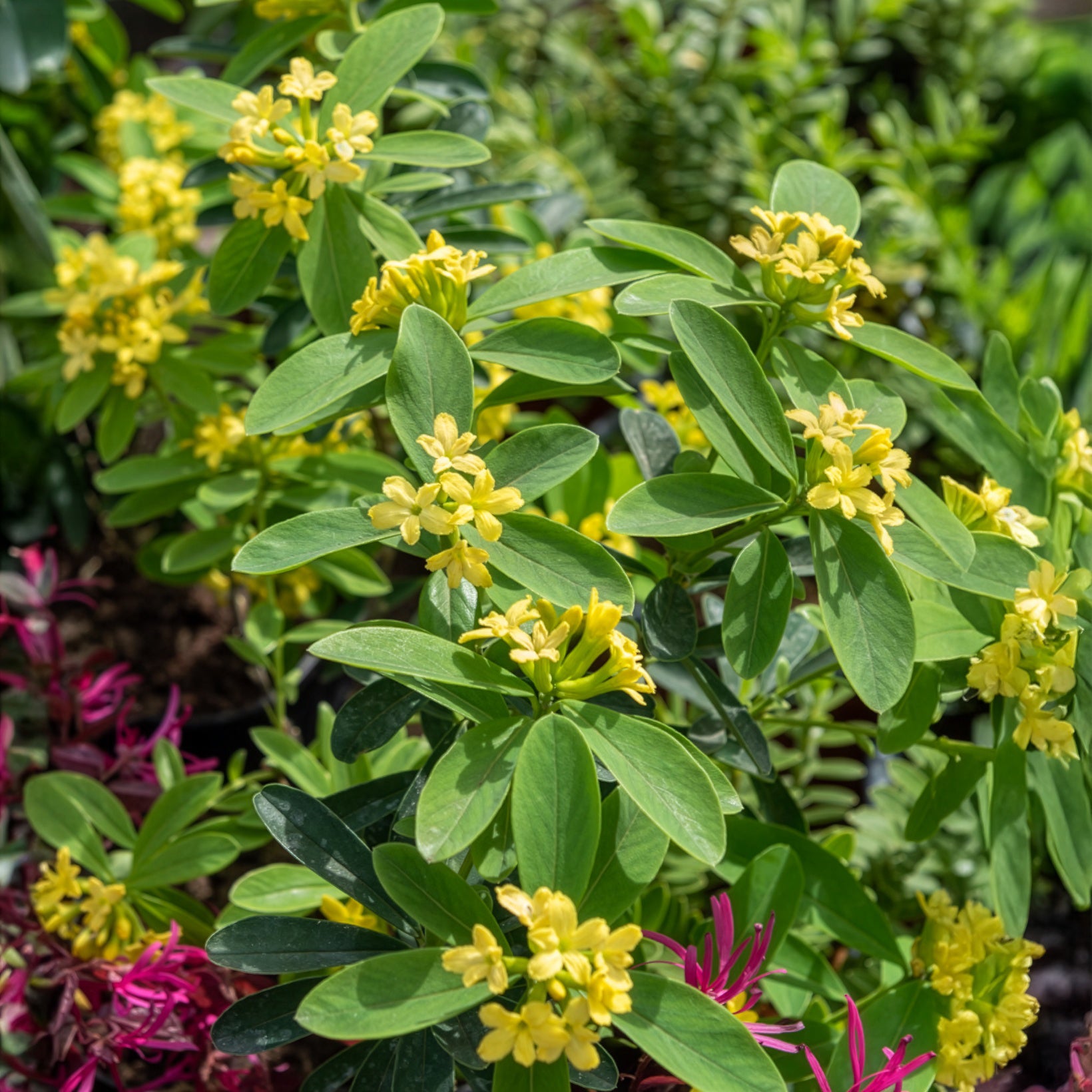 Seidelbast Royal Crown - Daphne gemmata Royal Crown - Willemse