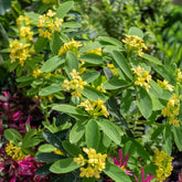 Seidelbast Royal Crown - Daphne gemmata Royal Crown - Willemse