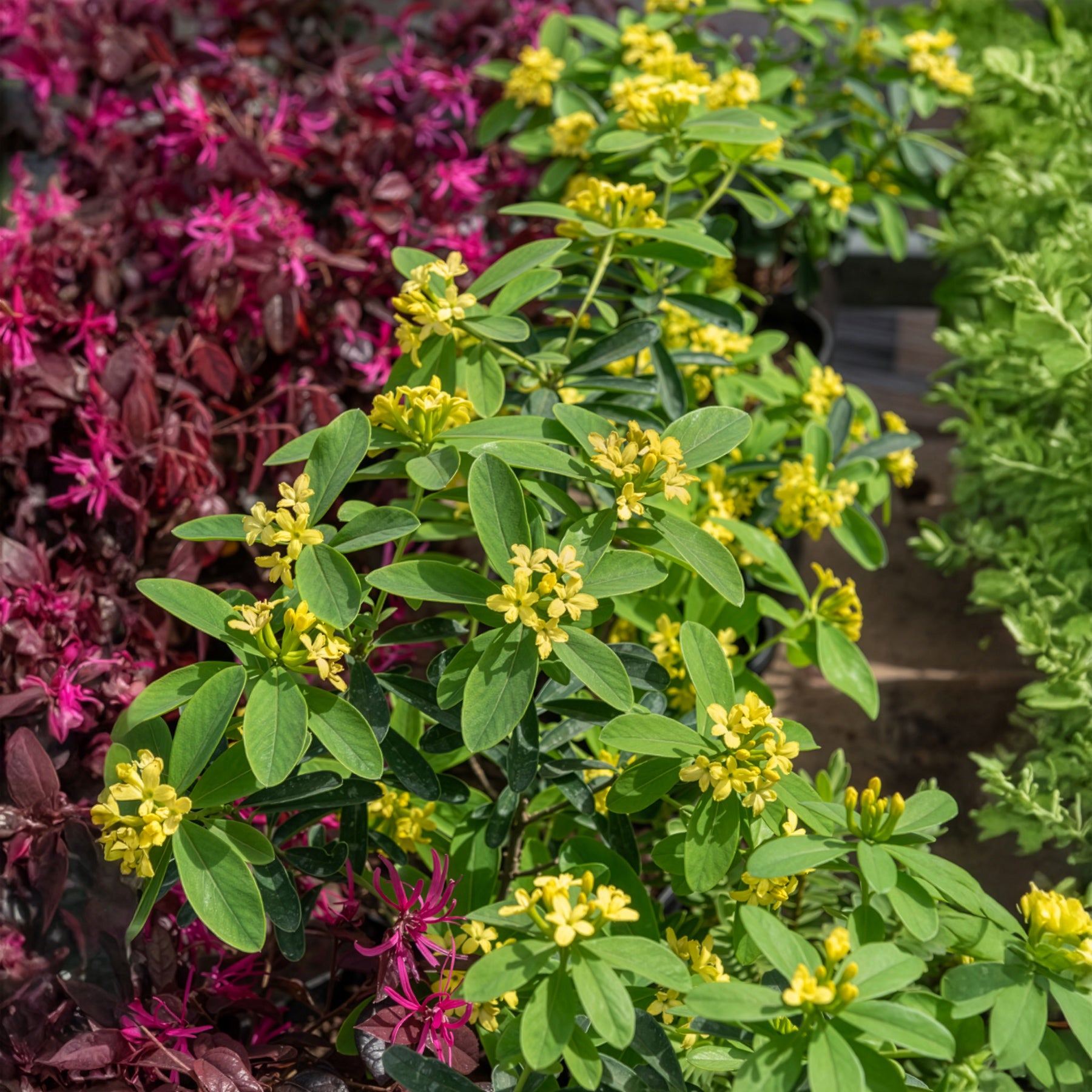 Seidelbast Royal Crown - Willemse