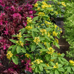 Seidelbast Royal Crown - Willemse