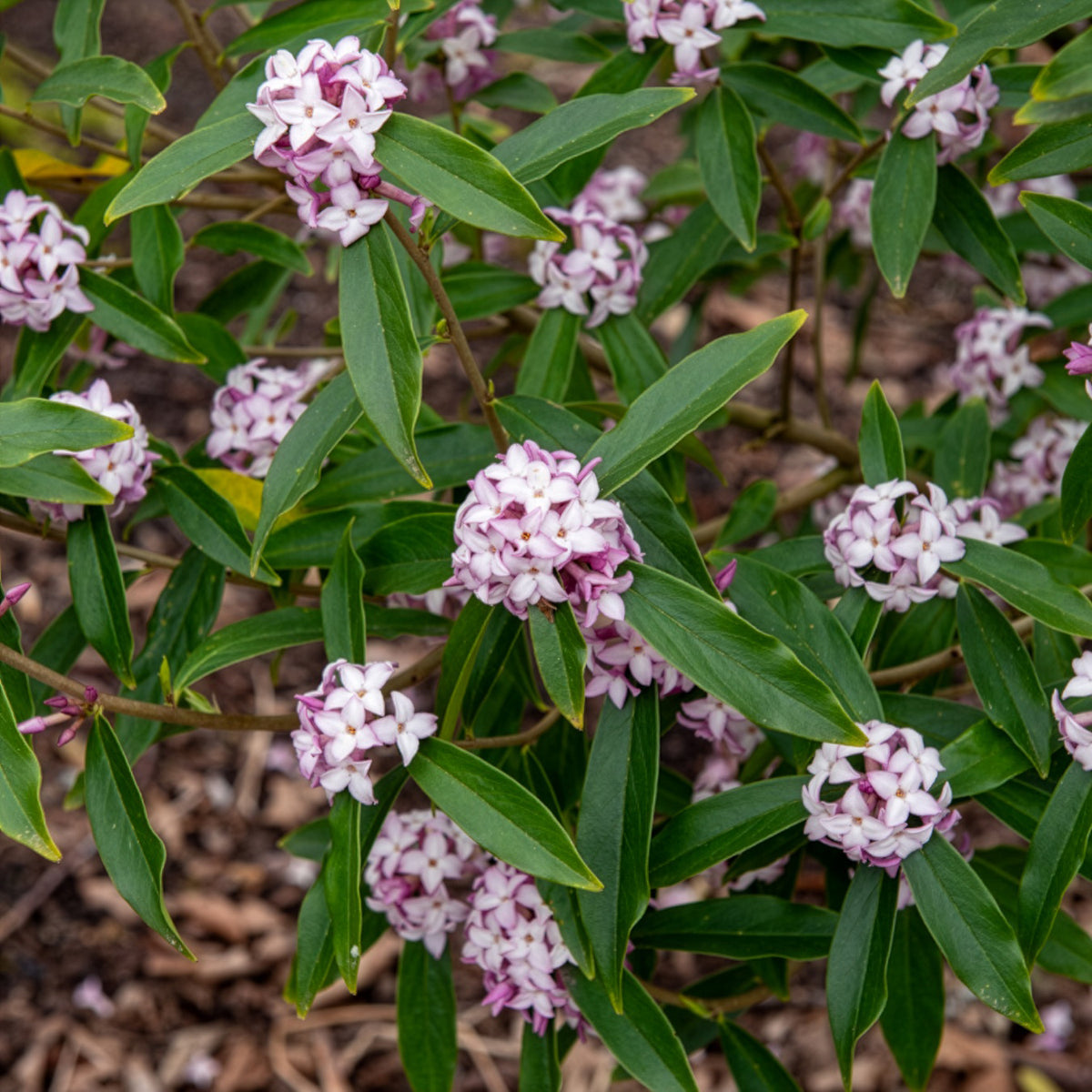 Verkauf Seidelbast Perfume Princess White