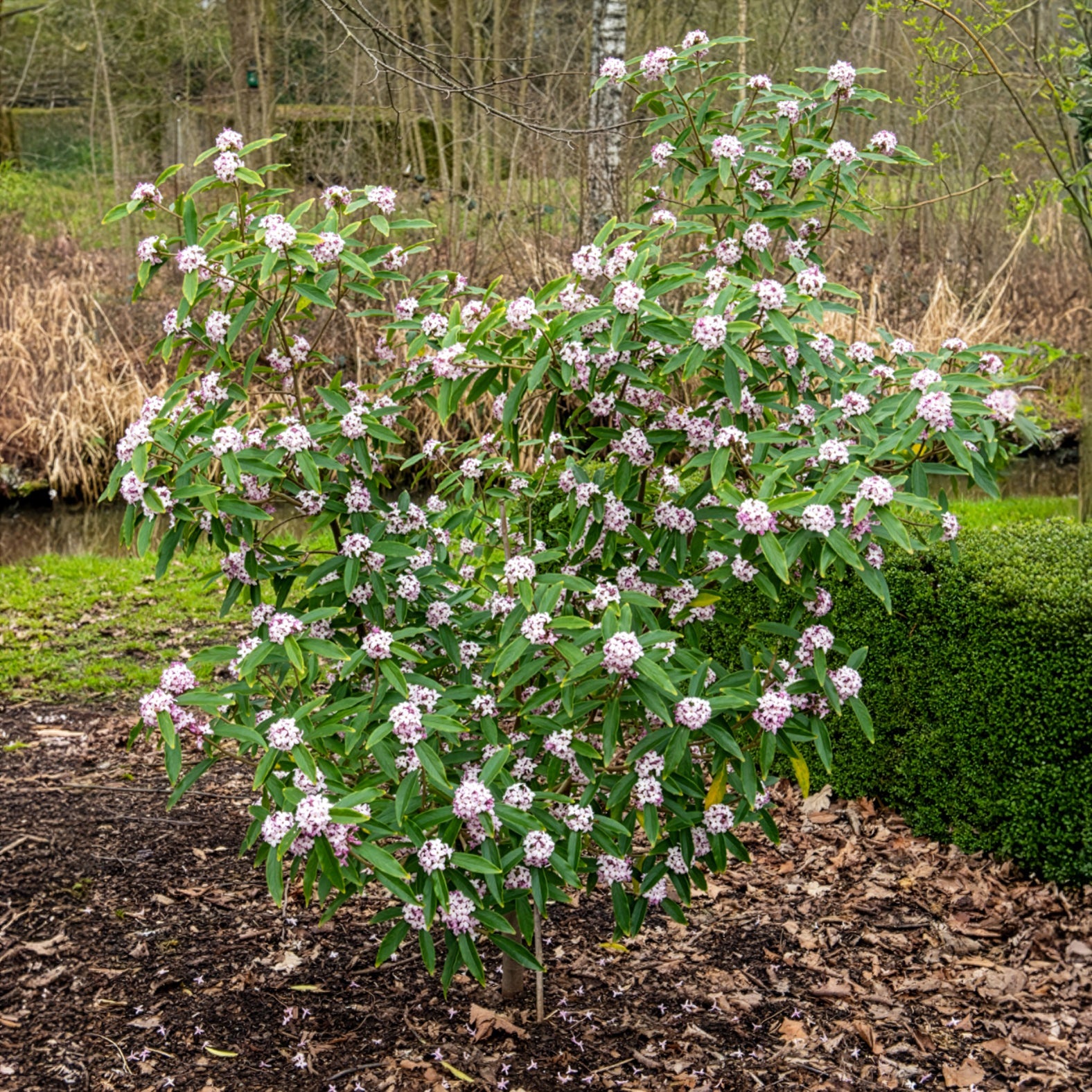 Daphne odora Perfum Princess White - Seidelbast Perfume Princess White - Blühende Sträucher