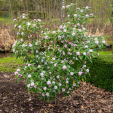 Daphne odora Perfum Princess White - Seidelbast Perfume Princess White - Blühende Sträucher