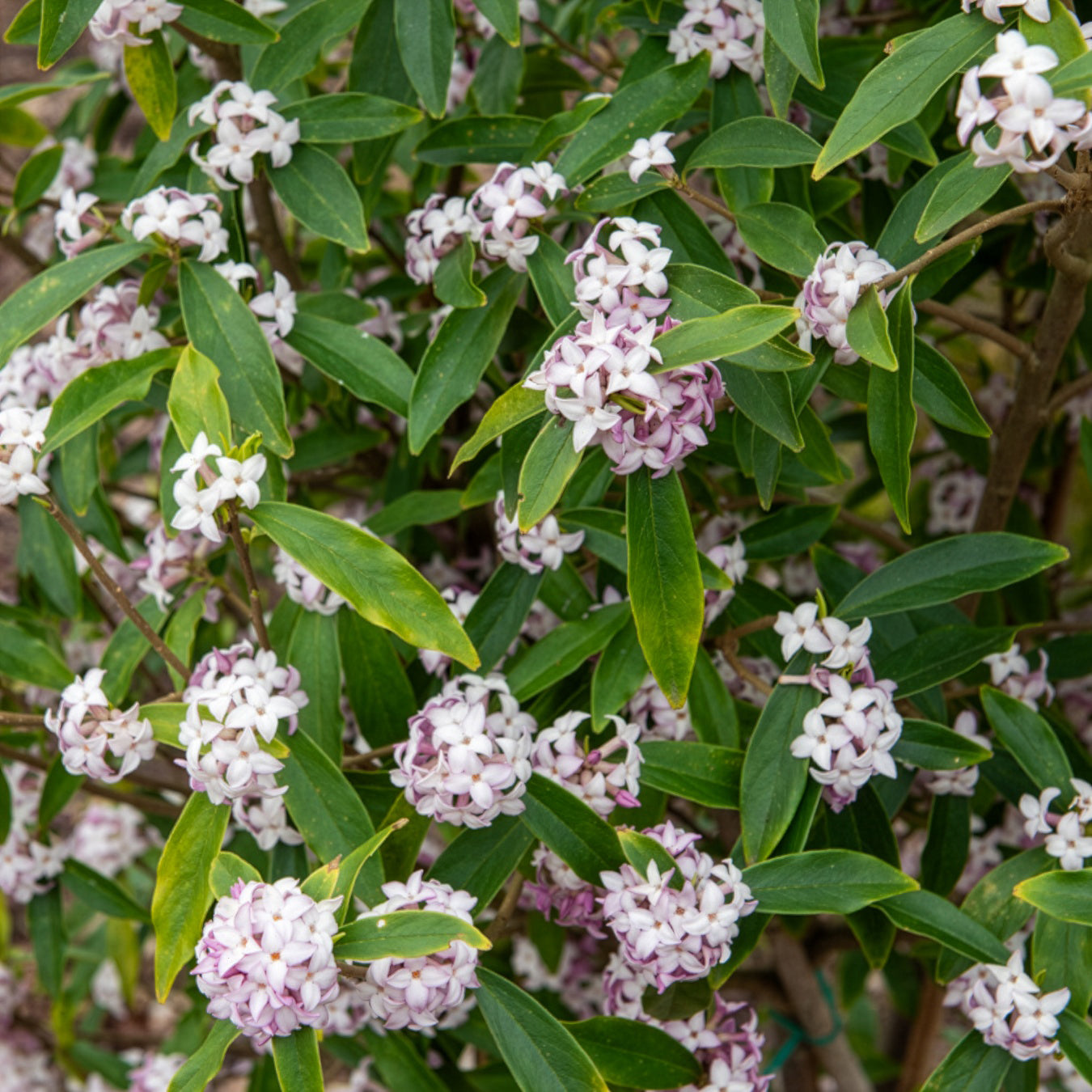 Verkauf Seidelbast Perfume Princess White - Daphne odora Perfum Princess White