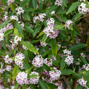 Verkauf Seidelbast Perfume Princess White - Daphne odora Perfum Princess White