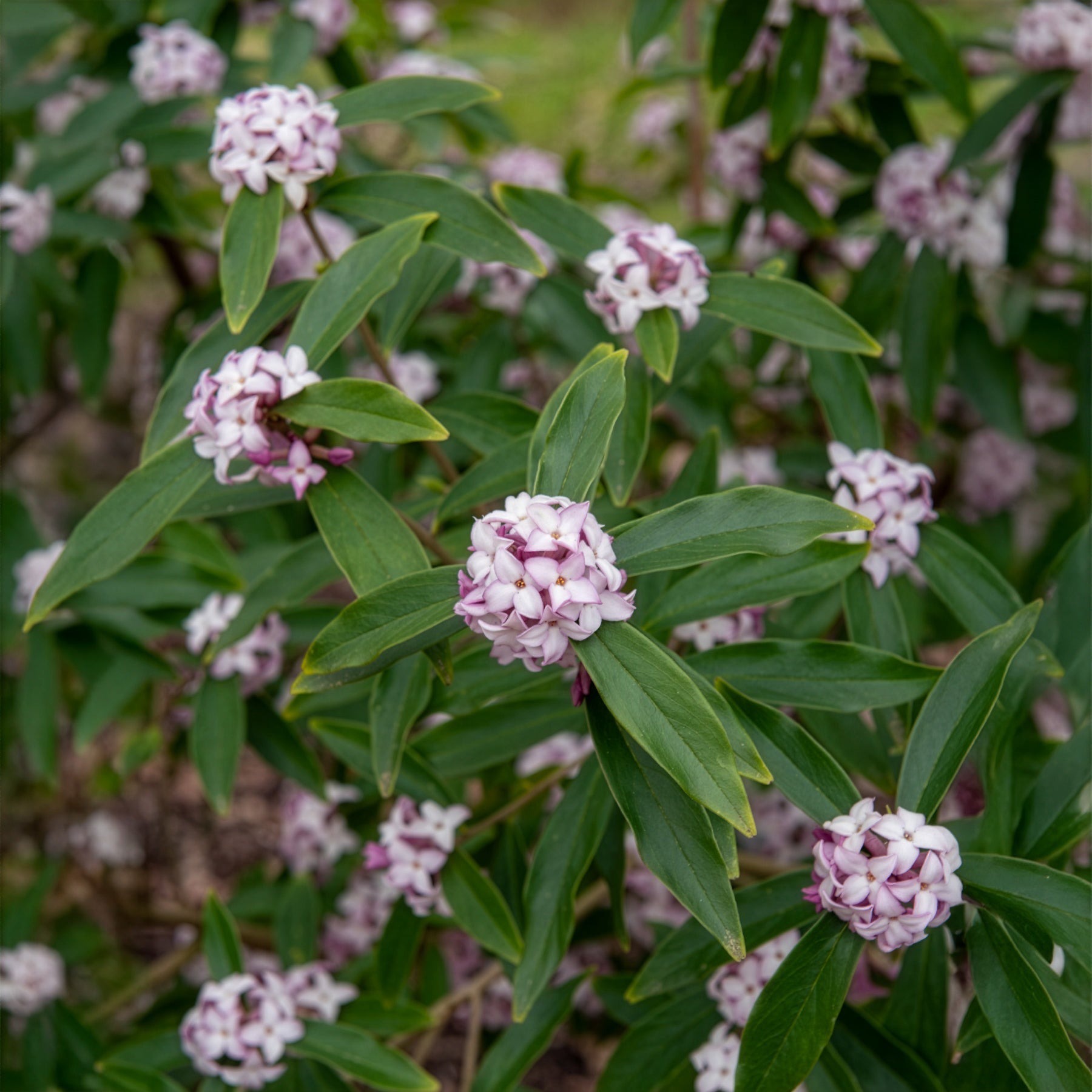 Blühende Sträucher - Seidelbast Perfume Princess White - Daphne odora Perfum Princess White