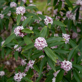 Blühende Sträucher - Seidelbast Perfume Princess White - Daphne odora Perfum Princess White