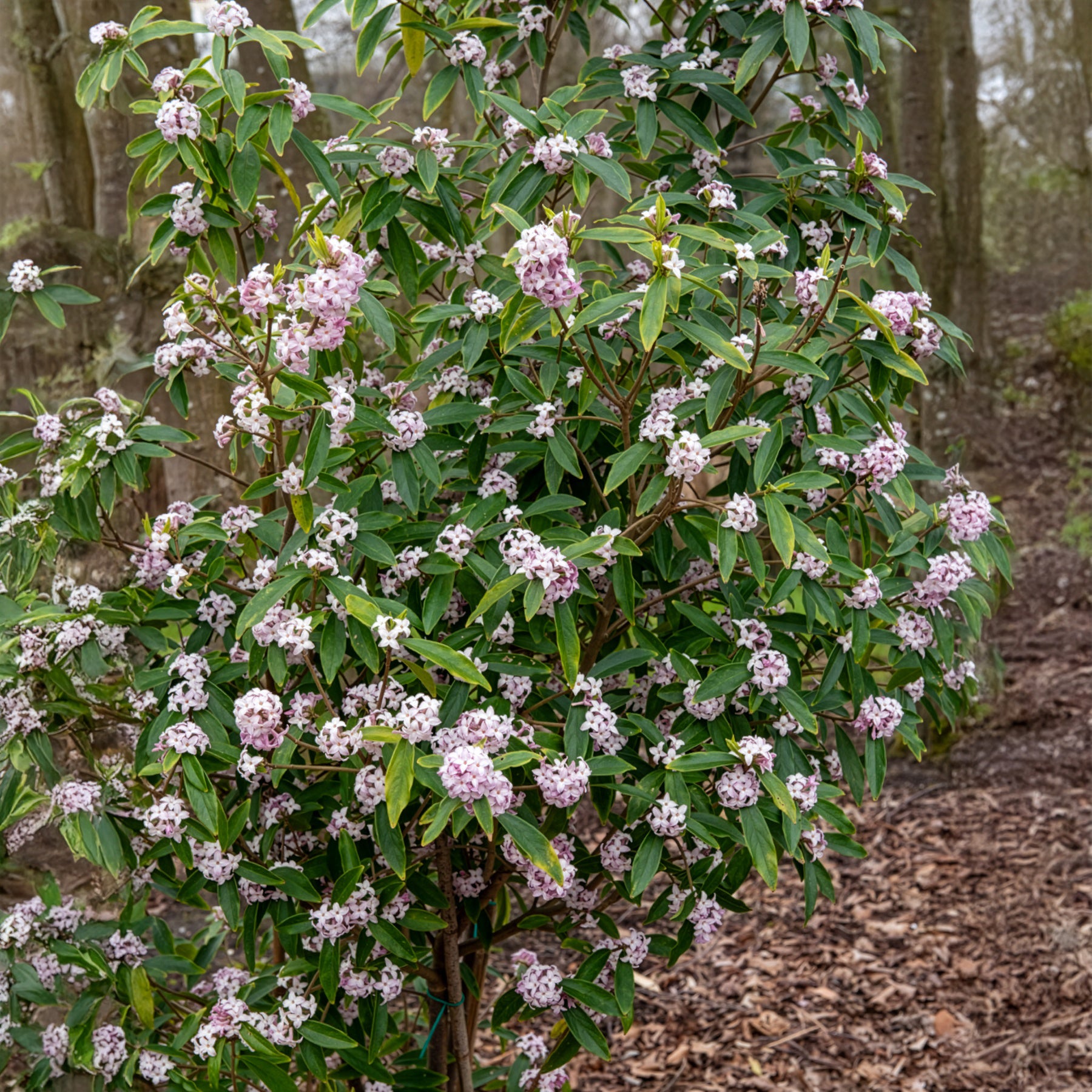 Seidelbast Perfume Princess White - Daphne odora Perfum Princess White - Willemse