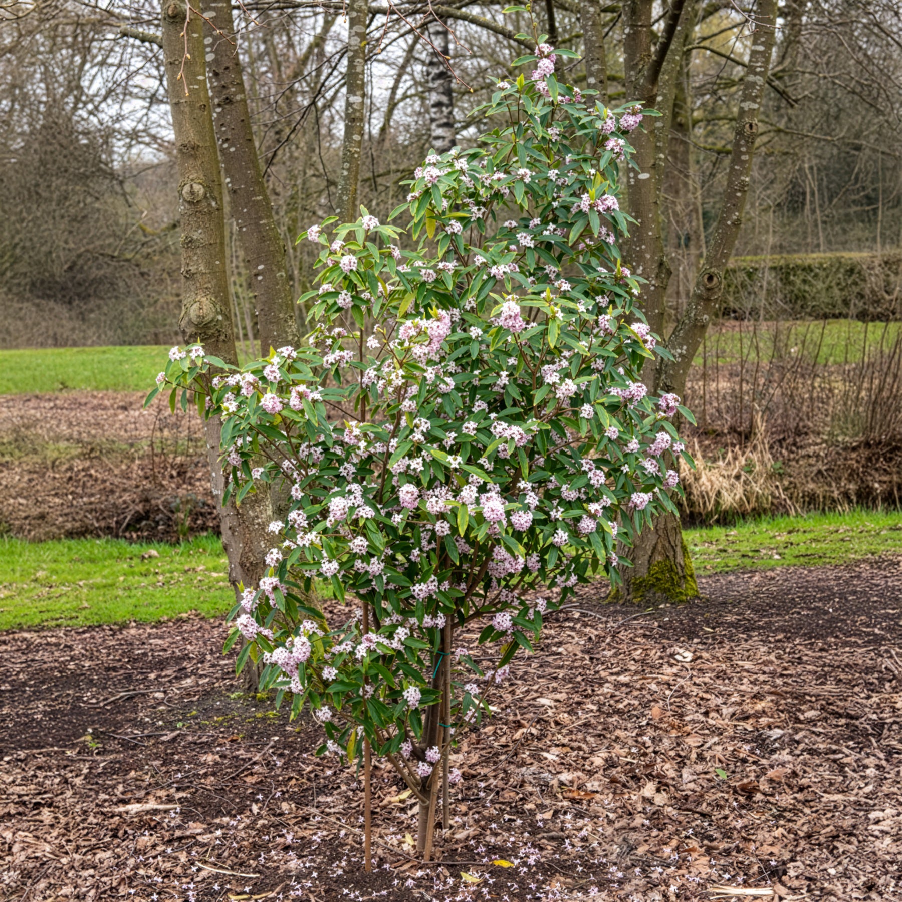 Seidelbast Perfume Princess White - Willemse