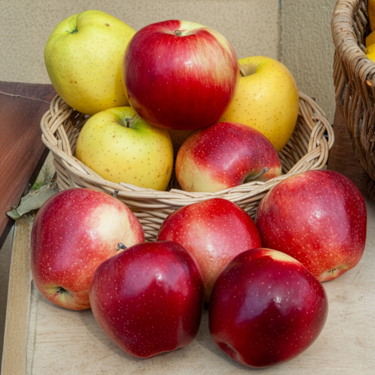 Apfel Gloster - Malus domestica Gloster - Willemse