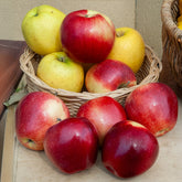 Apfel Gloster - Malus domestica Gloster - Willemse