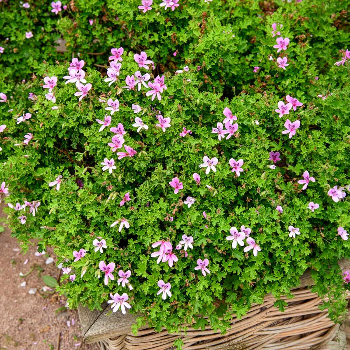 Rosenduft-Geranie - Pelargonium capitatum - Willemse