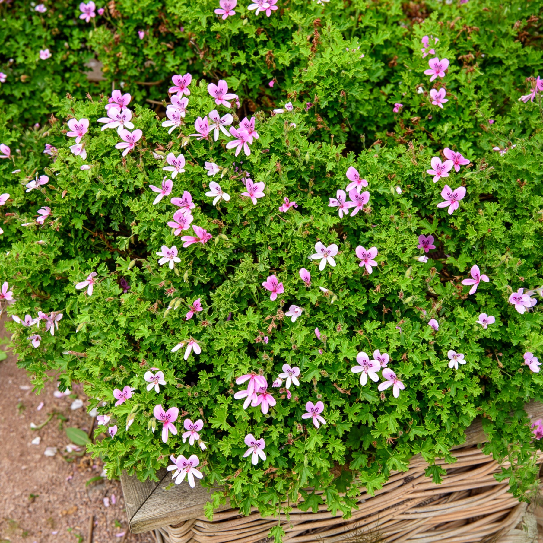 Rosenduft-Geranie - Willemse