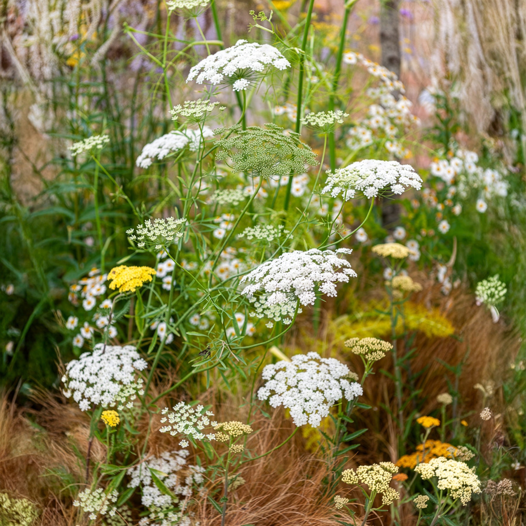 Große Sterndolde - Ammi majus - Willemse