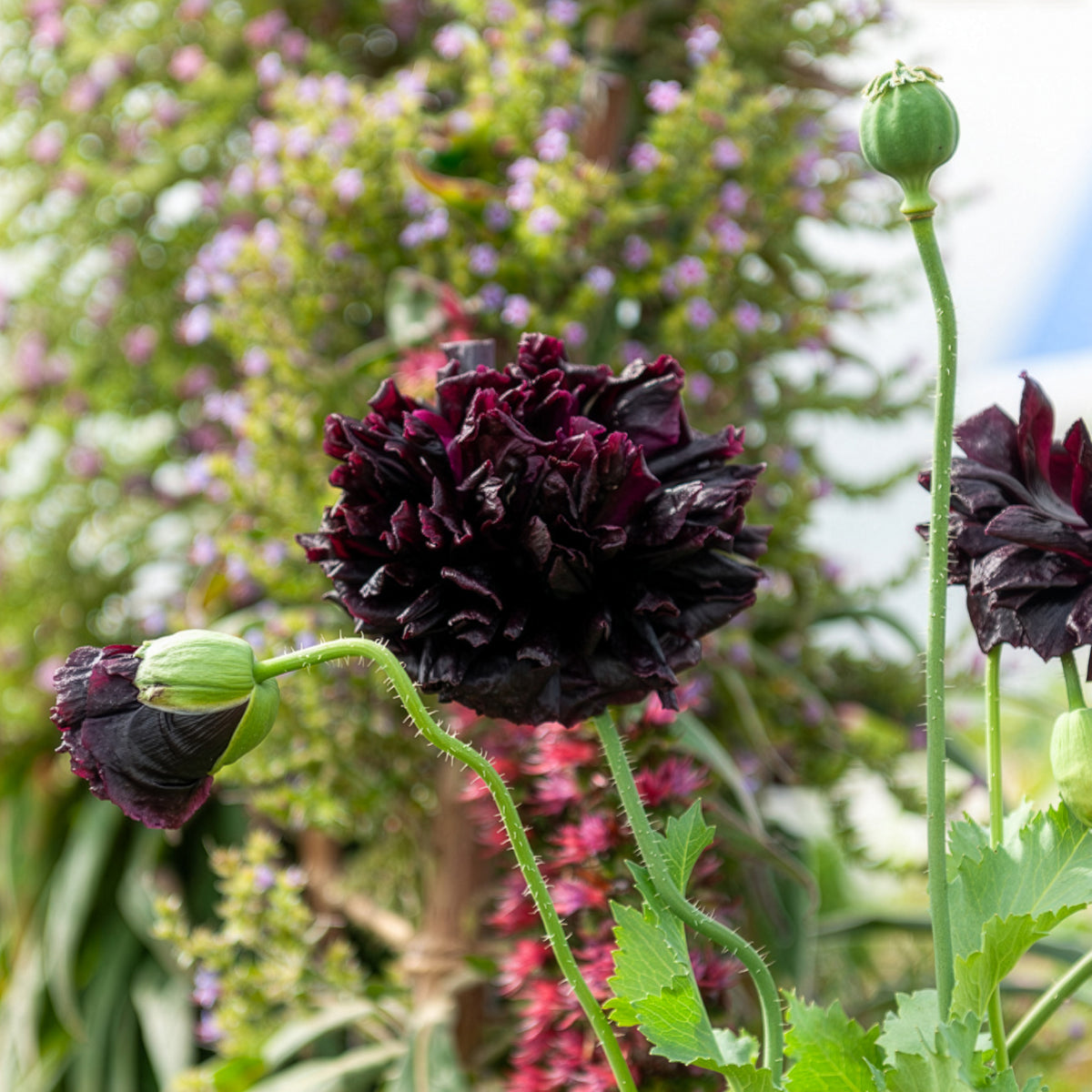 Schlafmohn Black Peony