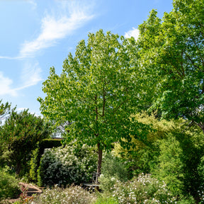 Taschentuchbaum - Willemse
