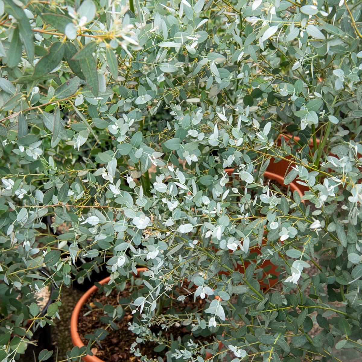 Eukalyptus Silverana - Eucalyptus gunnii Silverana - Willemse