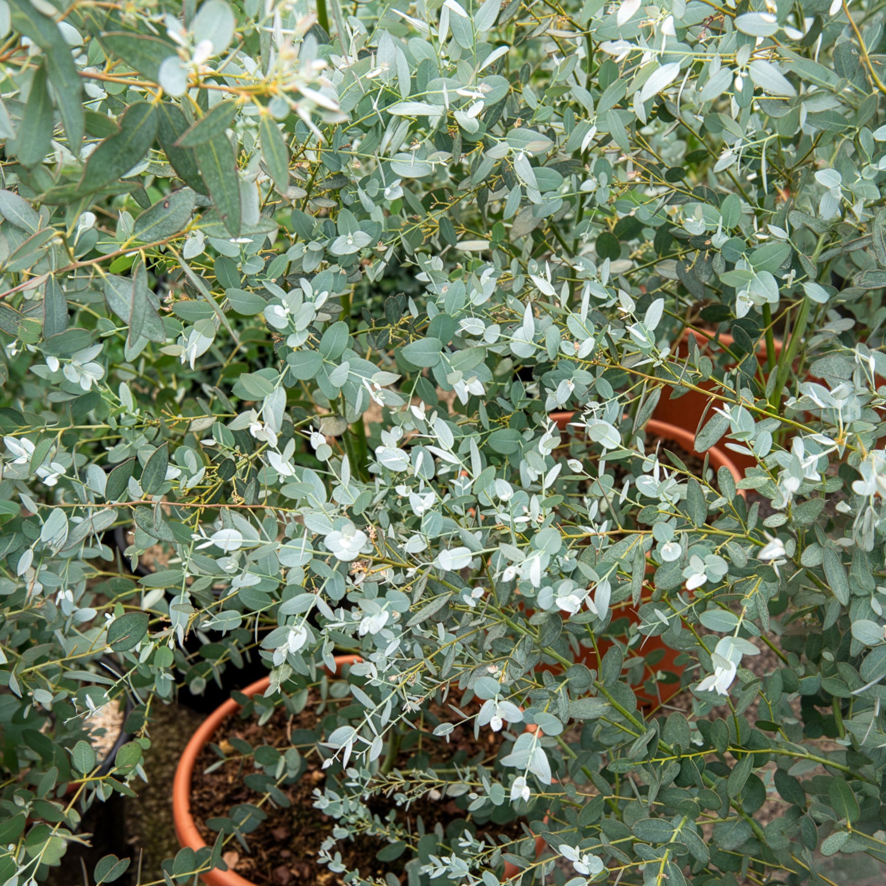 Eukalyptus Silverana - Eucalyptus gunnii Silverana - Willemse