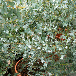 Eukalyptus Silverana - Eucalyptus gunnii Silverana - Willemse