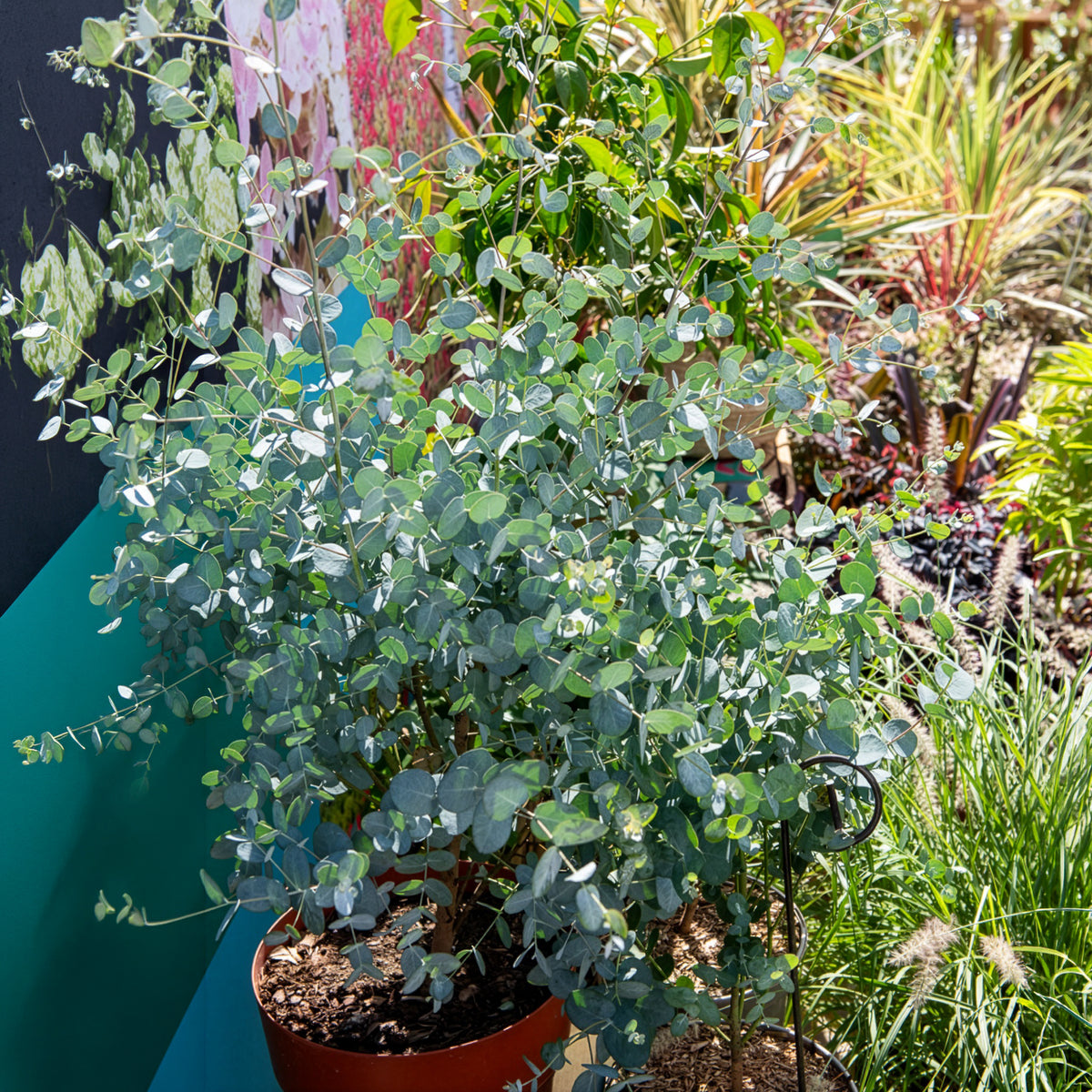 Eukalyptus Silverana - Willemse